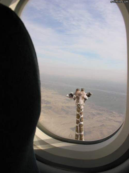 Giraffe Head