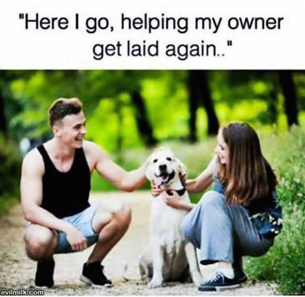 Good Boy