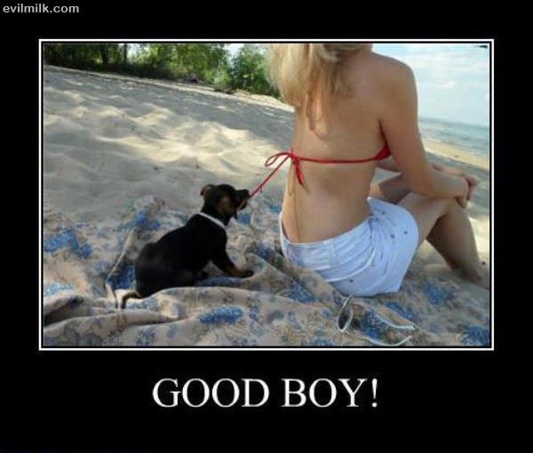 Good Boy