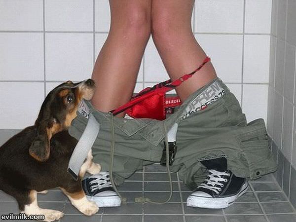 Good Dog