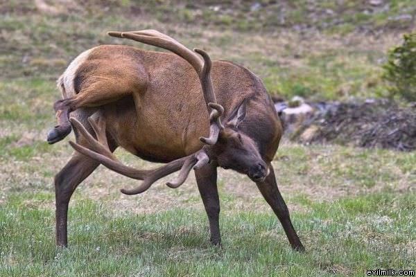 Got An Itch