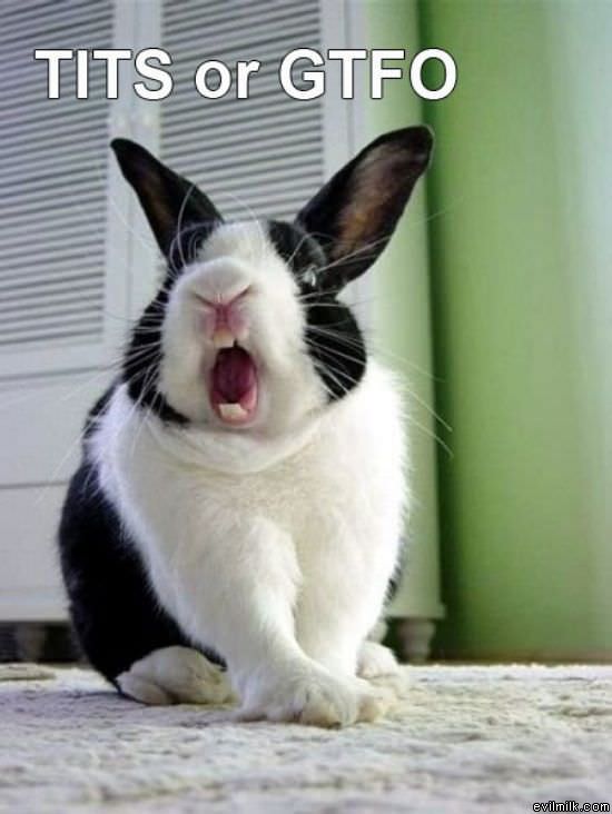 Gtfo Bunny