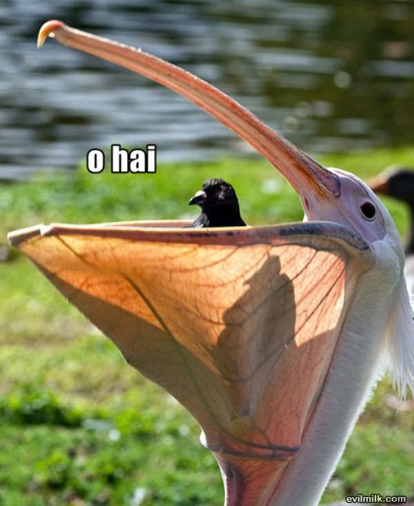 Hai