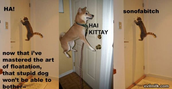 Hai Kitty