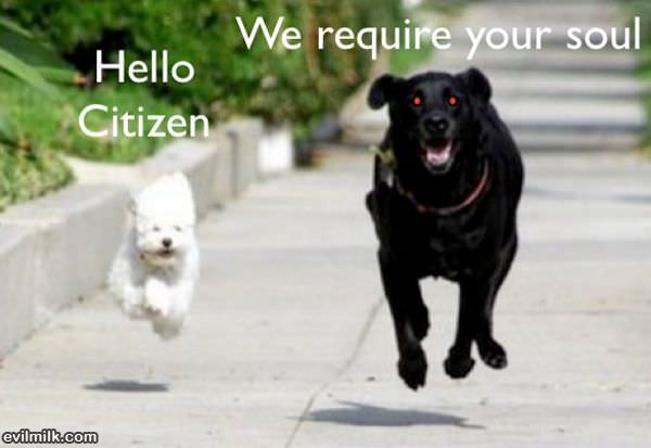 Hello Citizen