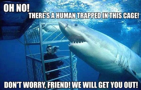 Helpful Shark