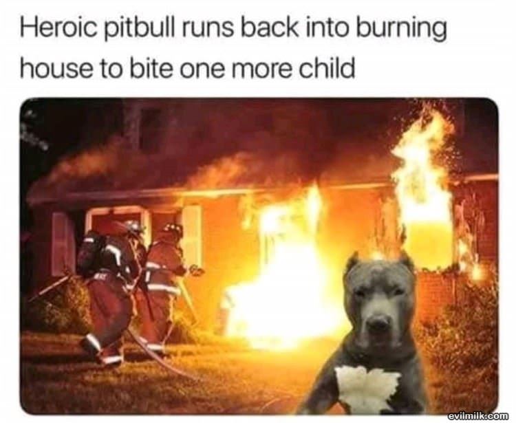 Heroic Pitbull