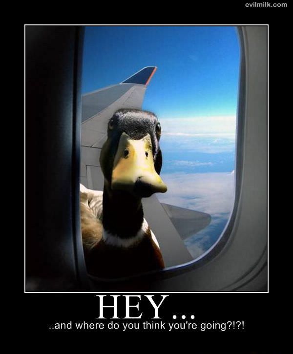 Hey