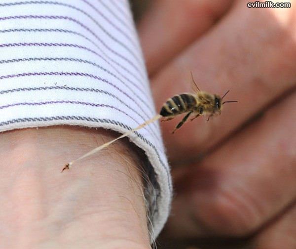 Honeybee Stinger