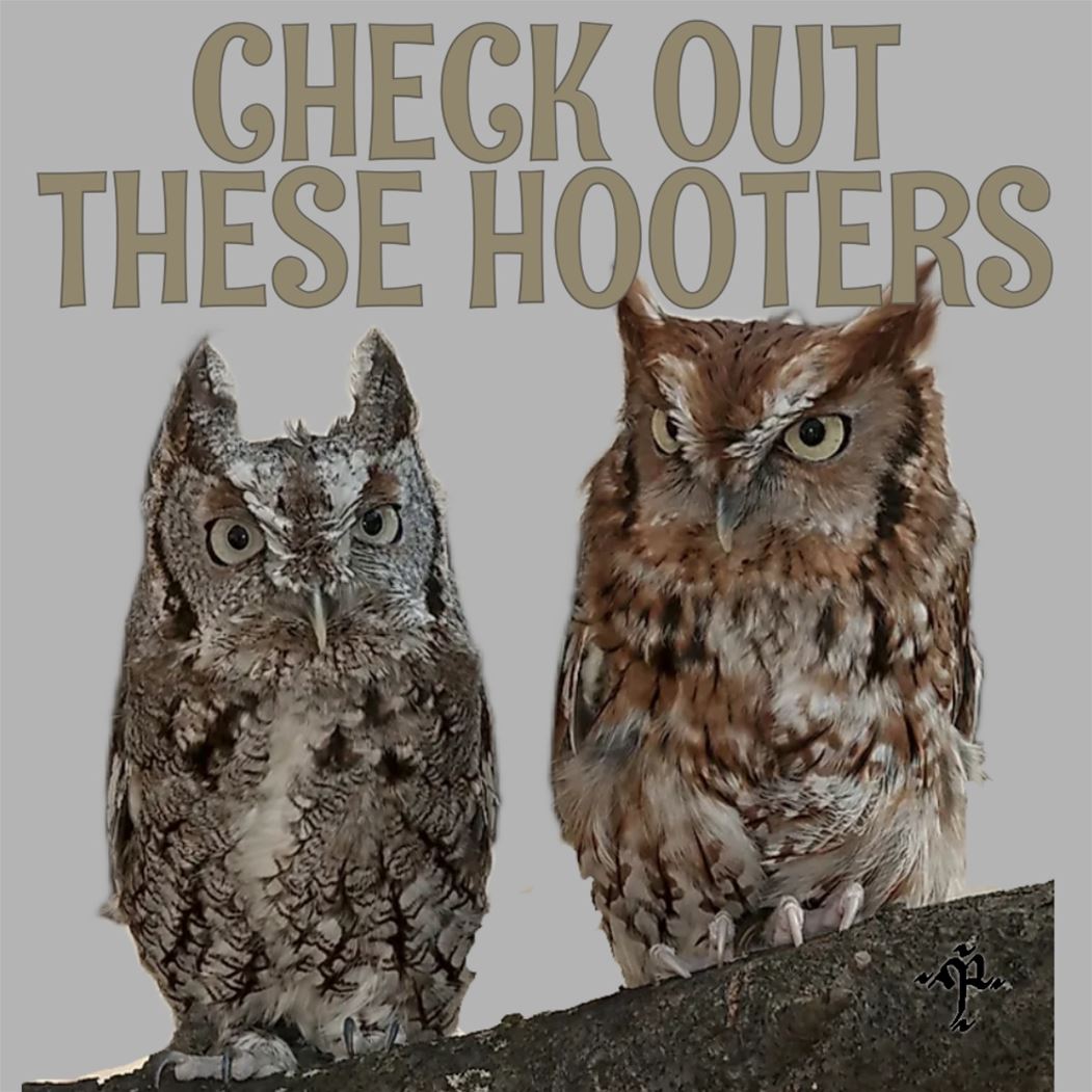 Hooters