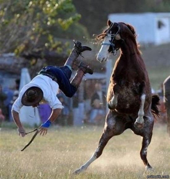 Horse Wins