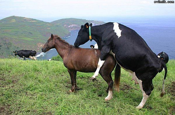 Horsey Ride