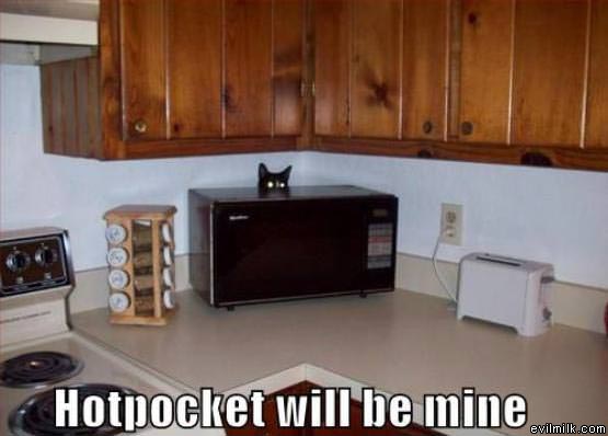 Hot Pocket Cat