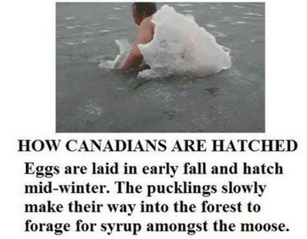 How Canadians Are Hatched