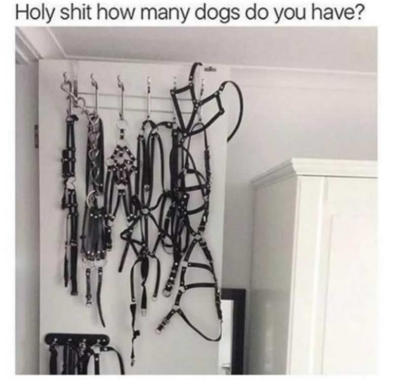 How Many Dogs