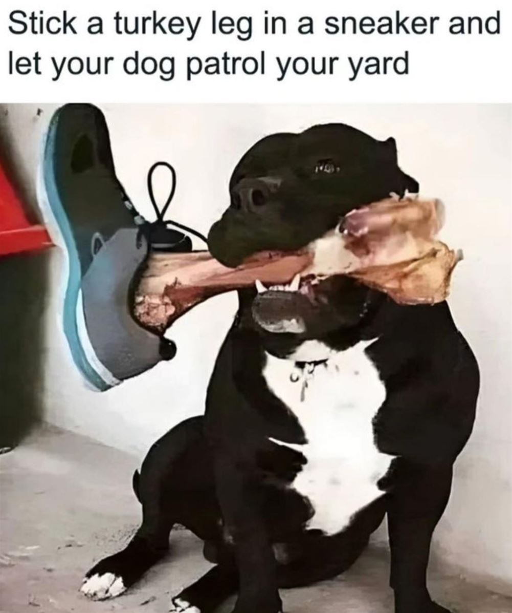 How To Protect Your Yard