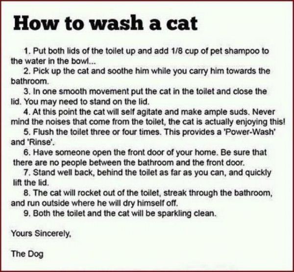 How To Wash A Cat