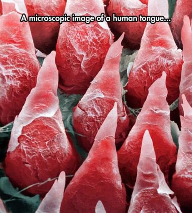 Human Tongue