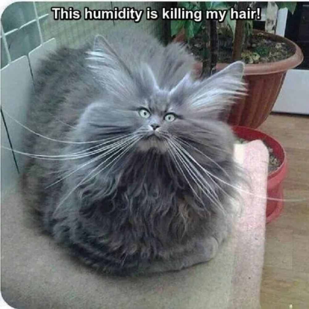 Humid Day