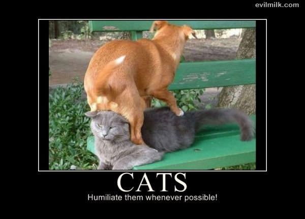 Humiliate Cats