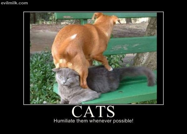 Humiliate Cats   Copy