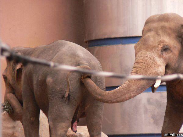 Hungry Elephant