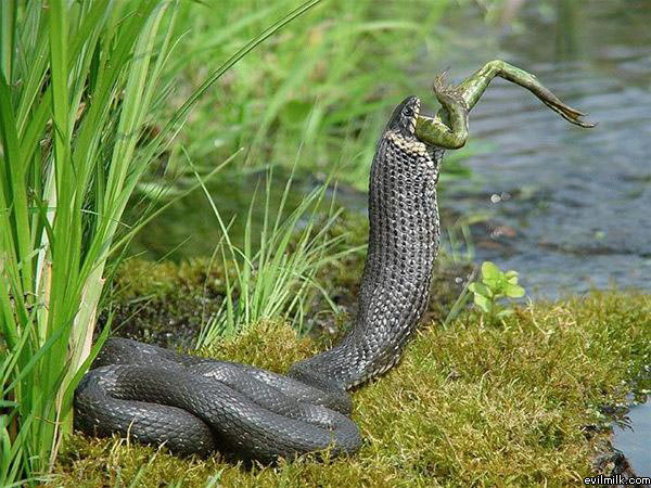 Hungry Snake