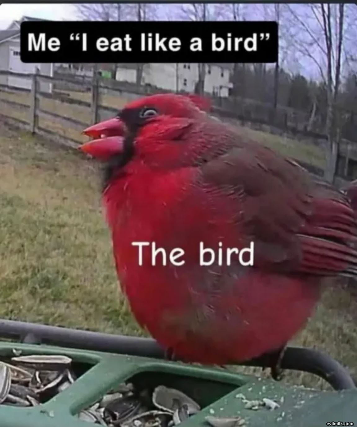 I Eat Like A Bird