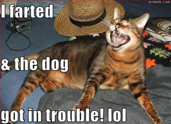 I Farted Lolcat