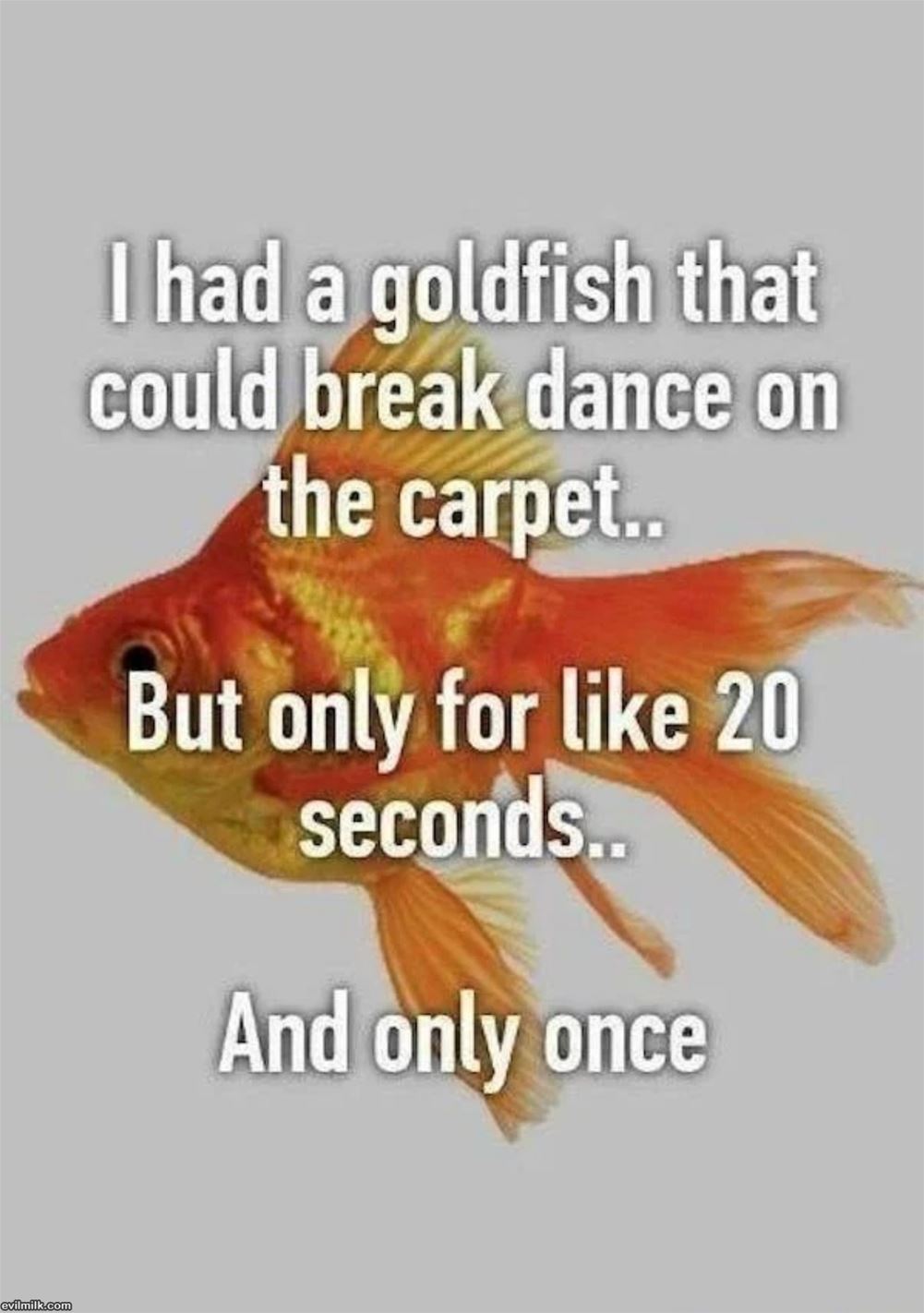 I Had A Goldfish