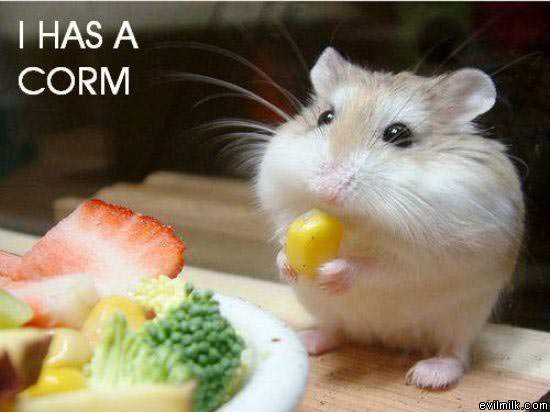 I Has A Corm