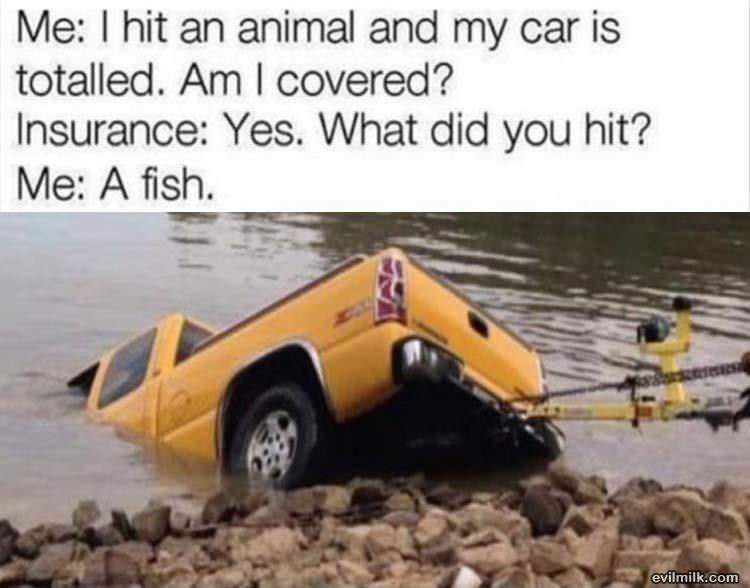 I Hit An Animal