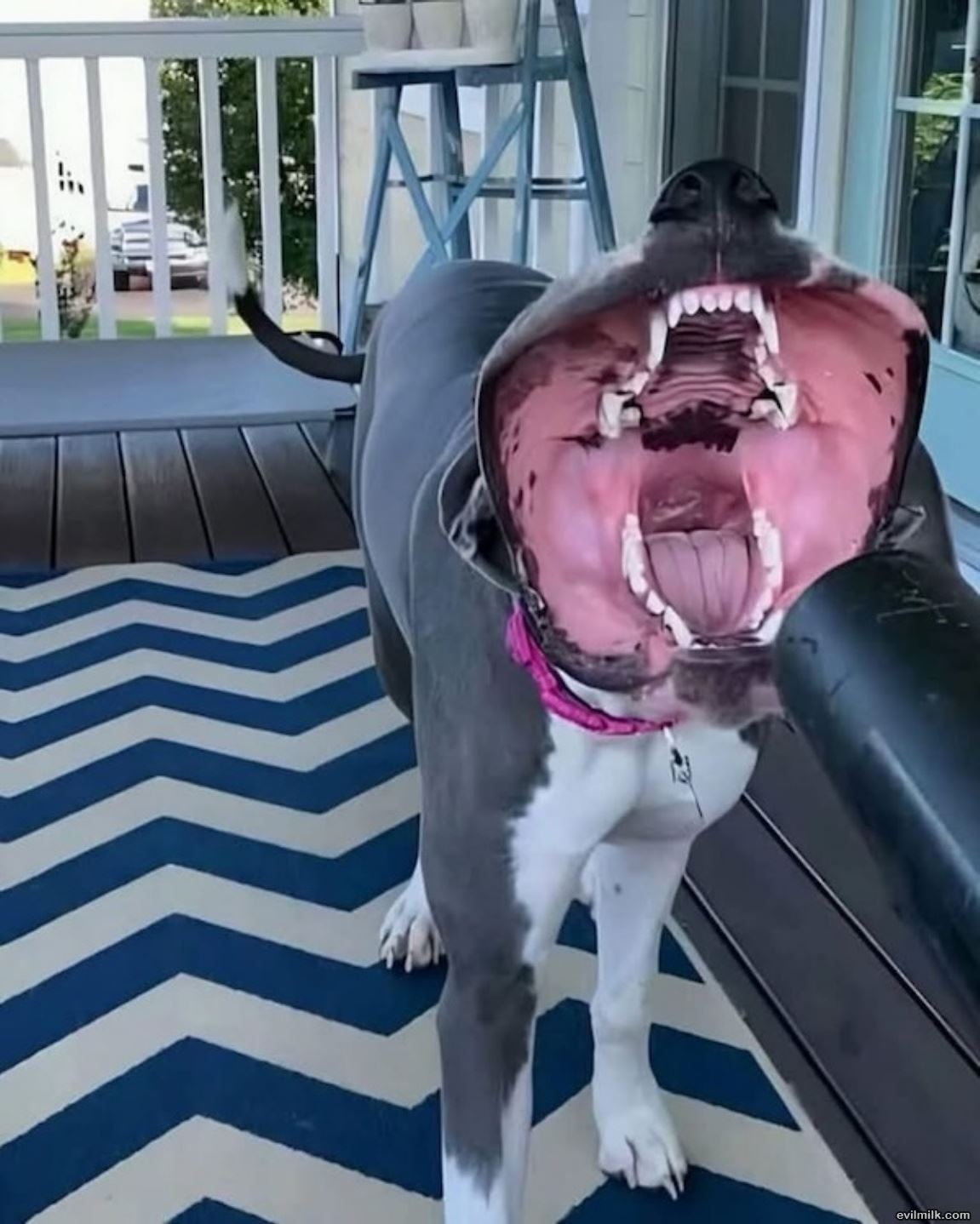 I Will Eat You