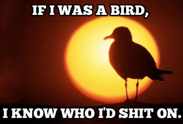 If I Was A Bird
