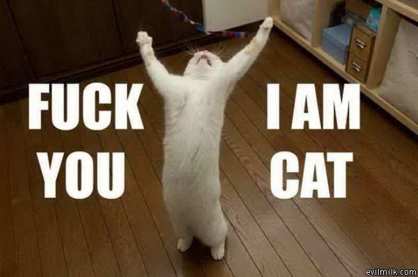 Im A Cat