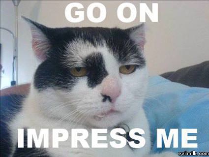 Impres Cat