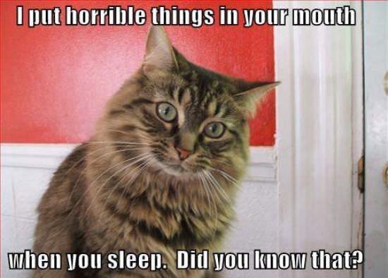 In Your Mouth Cat