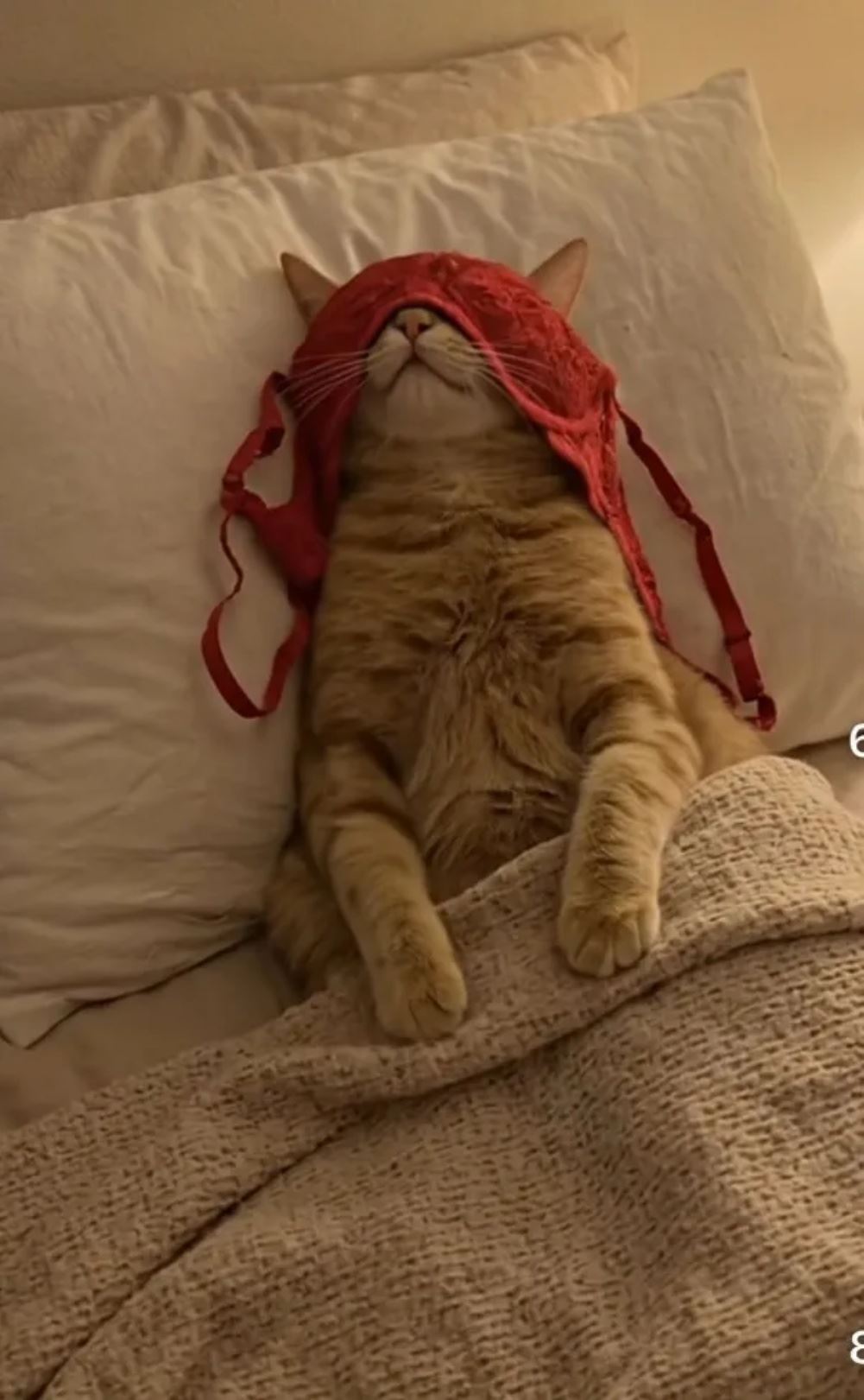 Its A Trap