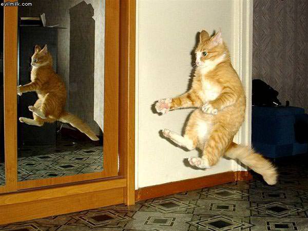 Jumping Cat