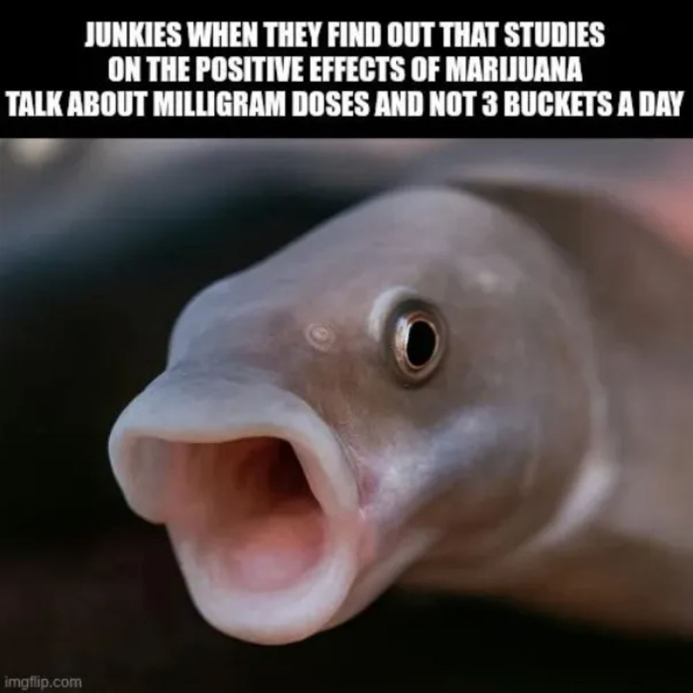 Junkies