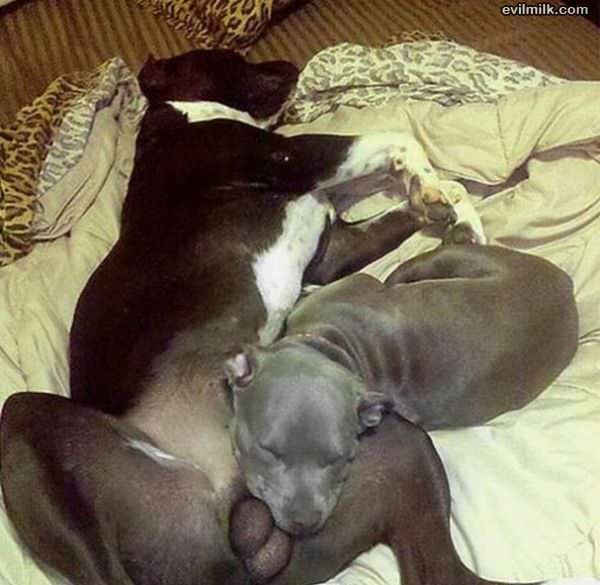 Just Napping
