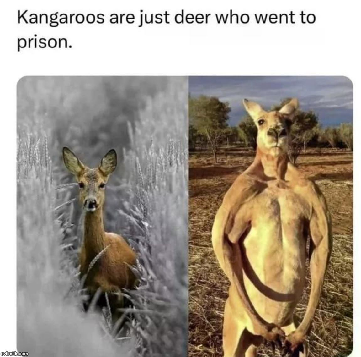 Kangaroos