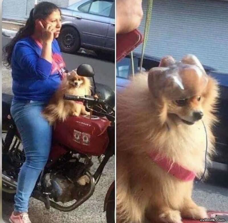 Keeping That Dog Safe