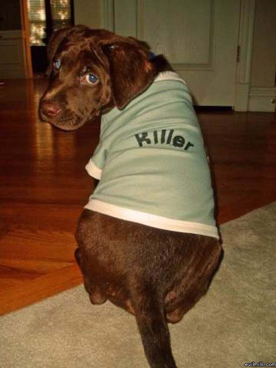 Killer Dog