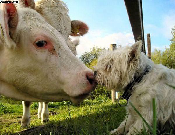 Kissing Cousins