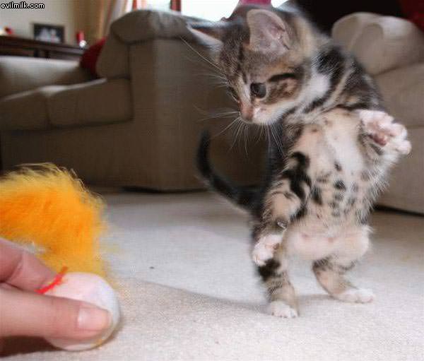 Kitten Playing