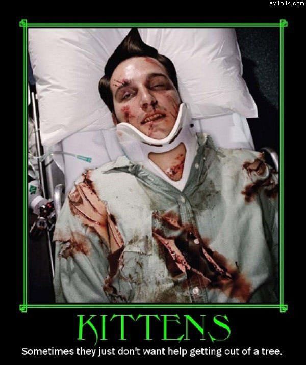 Kittens