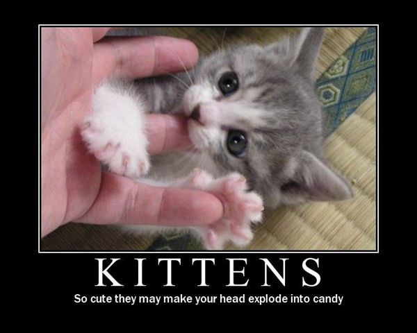 Kittens Are Cute