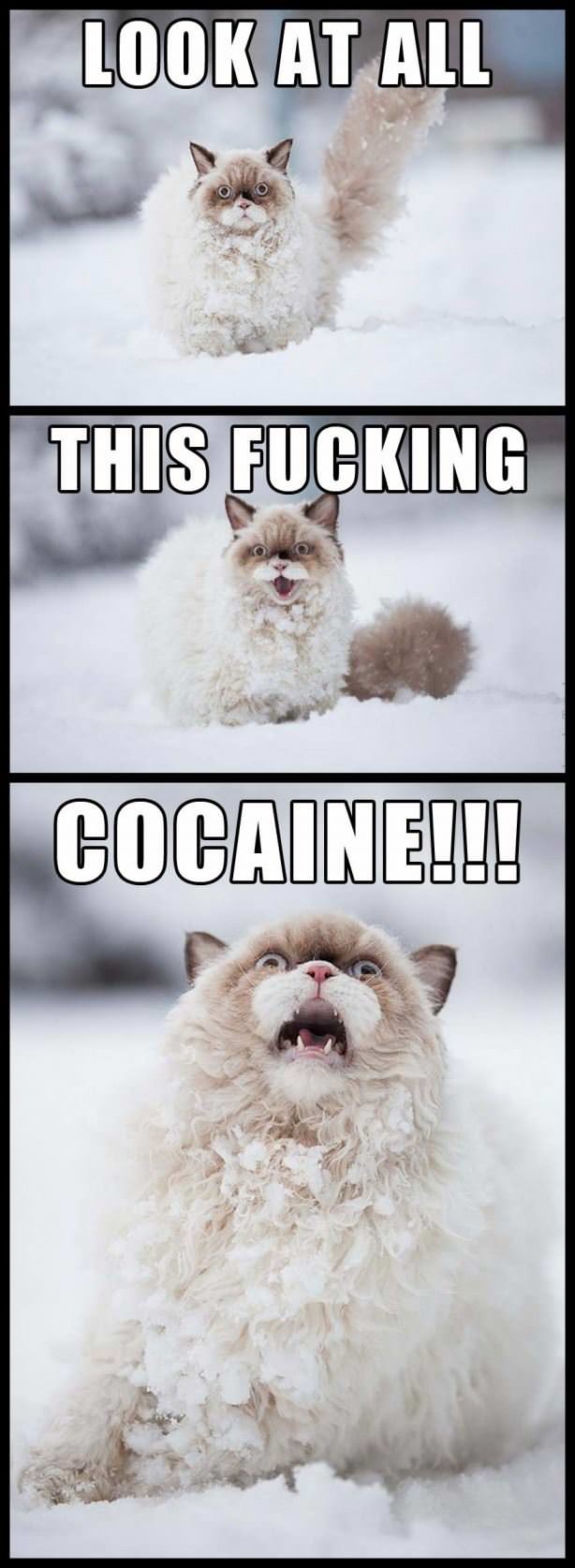 Kitty Is Excited