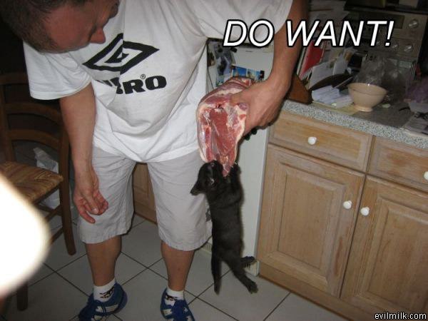 Kitty Wants